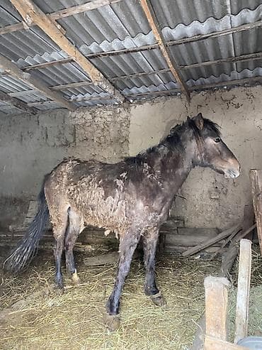 Лошади, кони: Продаю | Конь (самец) | Рабочий — 1