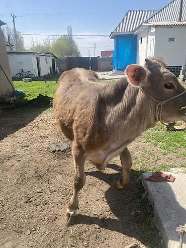 доильный апарат: Продаю | Тёлка | Для молока | Отела не было — 4