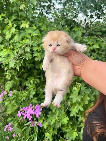 Продажа кошек: Шотландский вислоухий котёнок (скоттиш-фолд), окрас золотая шиншилла — 6