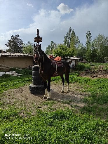 продаю жеребенка: Продаю | Конь (самец) | Рабочий — 4