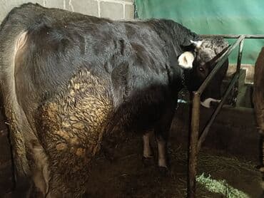каракол животные: Продаю | Бык (самец) | Швицкая | Для разведения, Для молока | Осеменитель, Искусственник — 7