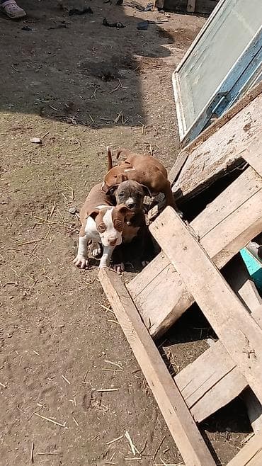 куплю домашнее животное: Щенки, похожие на американских питбультерьеров/стаффордов. - Возраст — 5