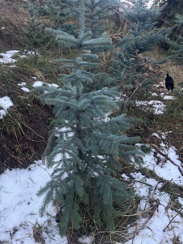 веник с совком цена бишкек: Продается — 5