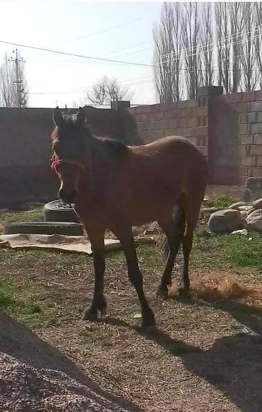 Кошки: Семиз кунандар сатылат баасы 120 000 — 4