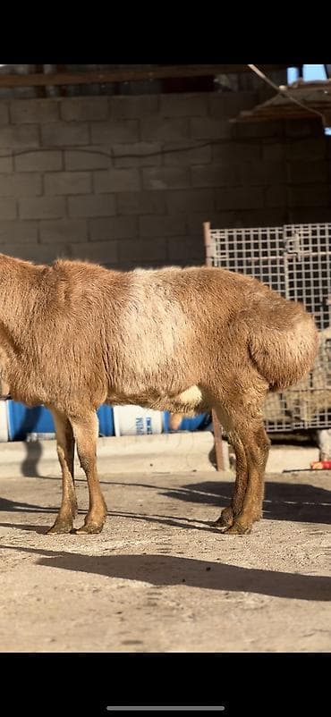 Ветеринар кызматы: Сатам | Ургаачы кой (ургаачы) | Көбөйтүү үчүн — 1