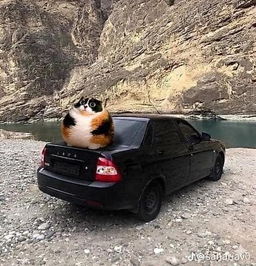 Абиссинская, 4 года, Мальчик at lalafo.kg Абиссинская, 4 года, Мальчик