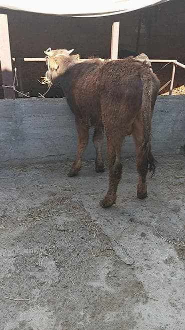 бараны машинка: Продаю | Бык (самец) — 2