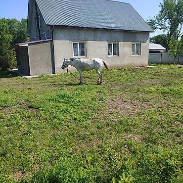 Продаю | Жеребец