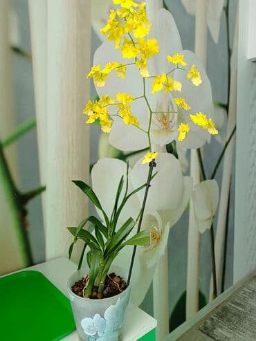шатры тенты бишкек: Орхидея Онцидиум,в народе ее ещё называют,,танцующие — 3