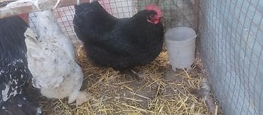 клетка попугай: Продаю | Куры | Для разведения — 3