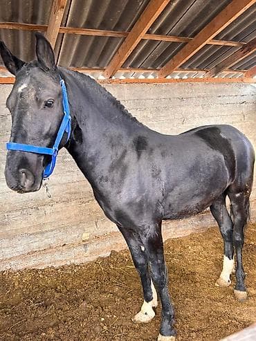 Индюки: Продаю | Жеребец | Полукровка — 1