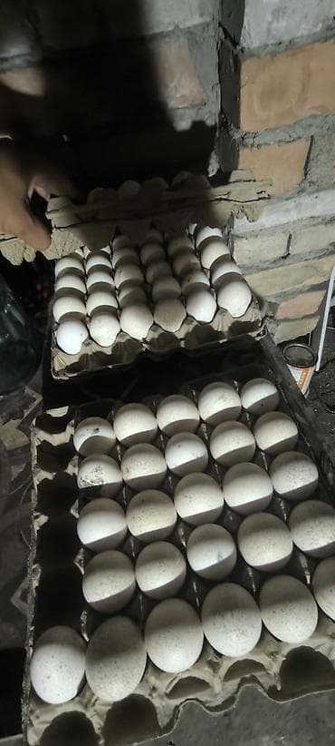 Жумурткалар: 🥚 Продаются яйца индюшек! 🦃 Свежие, чистые и качественные яйца от — 1