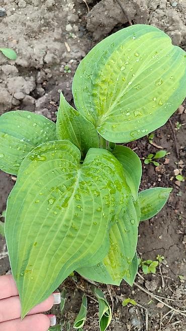 лист контейнер: Хосты декоративные, саженцы в контейнерах - Разнообразие расцветок — 10