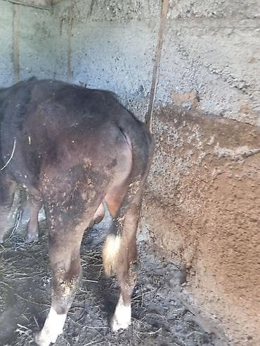 гуси линда: Продаю | Бык (самец) | На откорм | Привязанные — 8