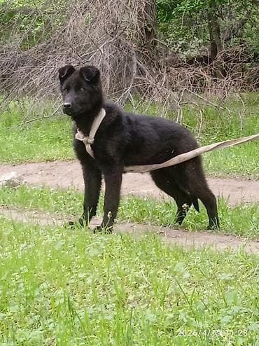 Животные: Продаю щенка черный немецкий овчарка девочка 4-5 месяца Адрес: Калыс — 1