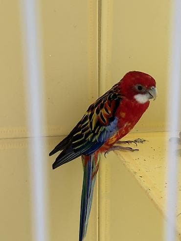 Защитные сетки от птиц — 2