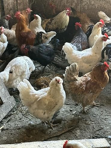 большая клетка для птиц: Продаю | Куры, Петух | Домашняя | На забой, Для разведения, Несушки — 3