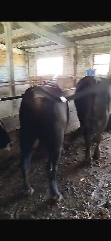 продам бычка: Продаю | Бык (самец) | На забой — 1