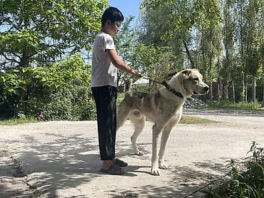 Собаки: Продаю Алабай 1.5 года крупный массивный родословный с прививкой и с — 3