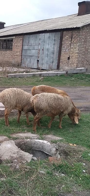 стришка баран: Продаю | Овца (самка) | Арашан | Для разведения | Матка, Ягнившаяся — 3