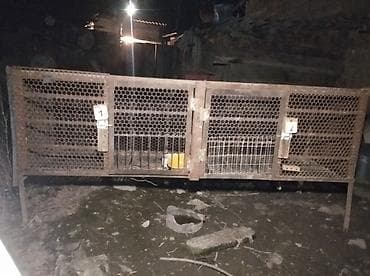 аренда лошади: Продаю | Крольчиха (самка), Кролик самец, Крольчата — 1