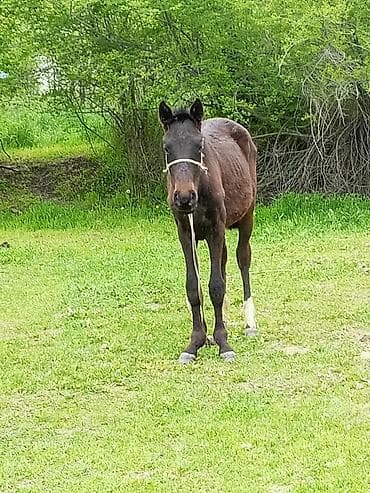 Продаю | Жеребенок | Для разведения