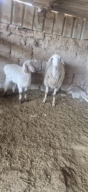 кара балта животные: Продаю | Овца (самка), Ягненок, Баран (самец) — 6