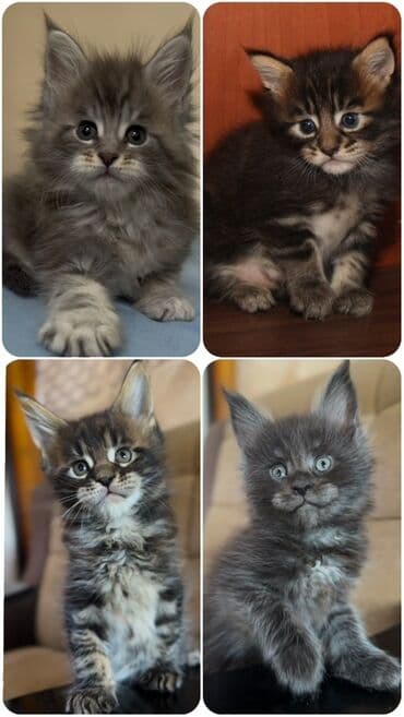 Мейн-кун, 2 месяца, Мальчик, Приучена к лотку