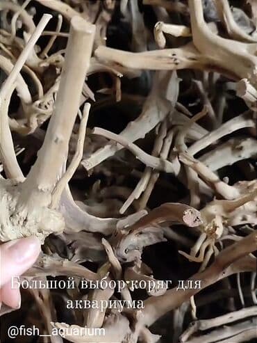 аквариумная рыбка: Коряги натуральные для аквариума — 1