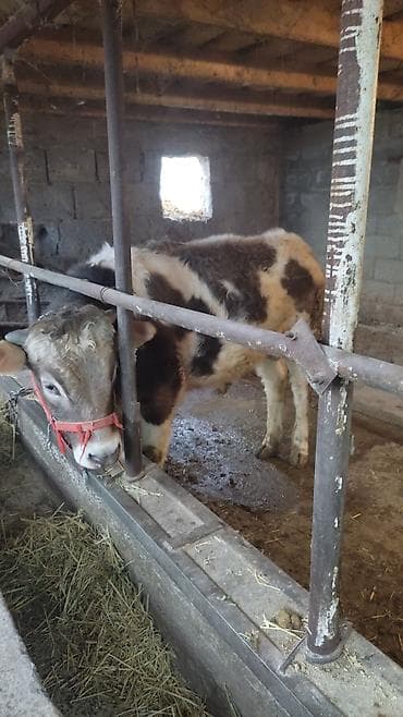 Үй жаныбарлары үчүн товарлар: Сатам | Бука (эркек) | Аргын | Бордоп семиртүү үчүн | Байланган — 4