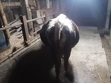 кой союш: Продаю | Корова (самка) | Для молока | Привязанные — 8