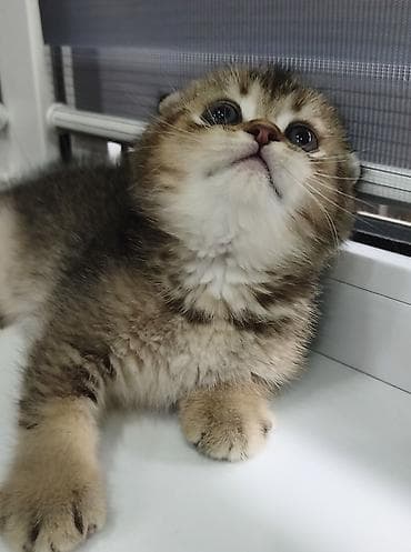 купить сокола в питомнике: Скотиш Фолд (Шотландская вислоухая), 2 месяца, Мальчик — 4