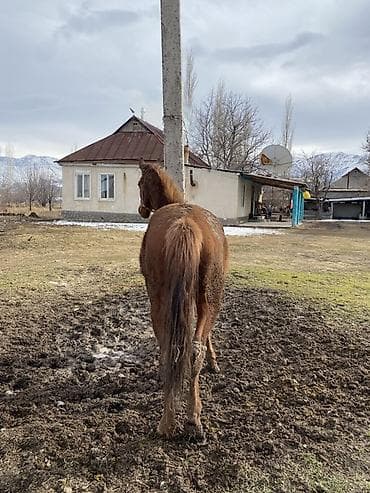 продаю осёл: Продаю | Жеребец | Конный спорт | Племенные — 1