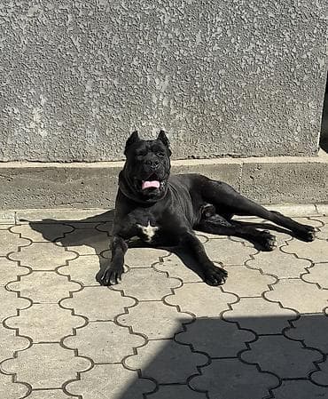 cane corso: Кане-корсо, 2 месяца, Самец — 6