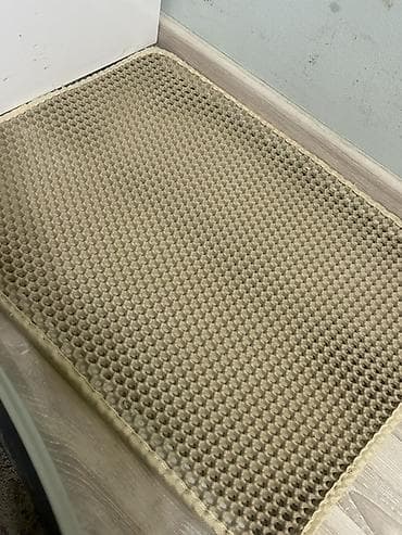 ласки: Скотиш Страйт (Шотландская прямоухая), 7 месяцев, Девочка, Серый, Приучена к лотку — 8