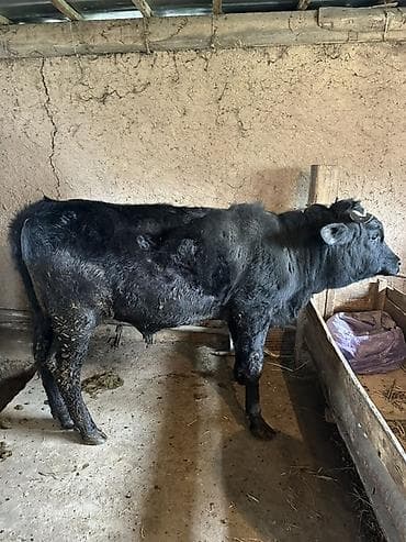 собака такса щенок: Продаю | Бык (самец) | На откорм | Племенные — 3