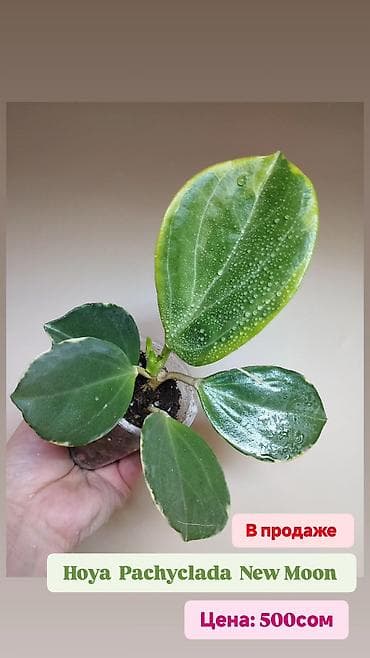 хойи: В продаже : Папоротник Тигр, Сингониум Орм Нак, Хойя New Moon — 7