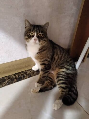 щенки французкого бульдога: 2 года, Девочка, Кастрирована, Приучена к лотку, Проглистована — 1