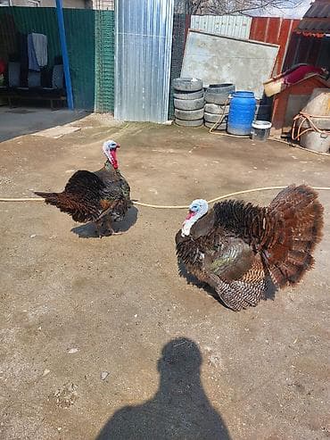 комнатные собаки: Продаю | Индюк (самец) | Для разведения | Племенные — 5