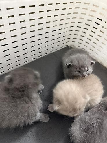 Башка жаныбарлар: Бронь Шотландских котят (скоттиш-фолд/скоттиш-страйт), помет из 4 — 6