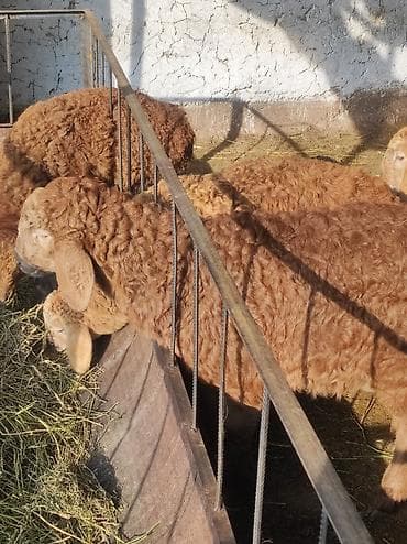 бараны на откорм: Продаю | Ягненок | На забой — 4