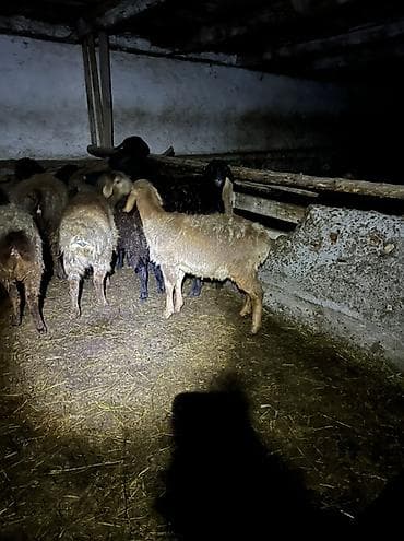 дорпер баран купить: Продаю | Овца (самка) | Для разведения | Матка — 3