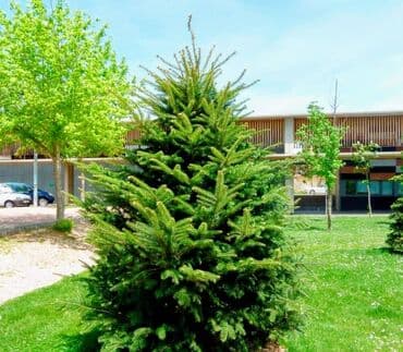 Садовые инструменты и инвентарь: Саженцы деревьев: Пихты — 9