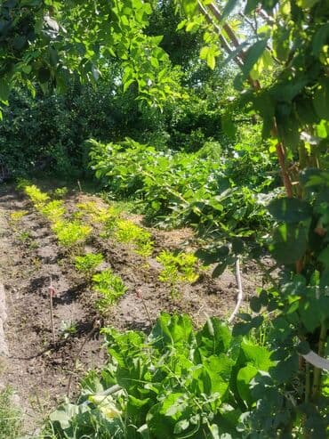 Үйдү ижарага алам: Үй, 1200 кв. м, 4 бөлмө, Менчик ээси, Косметикалык оңдоо — 11