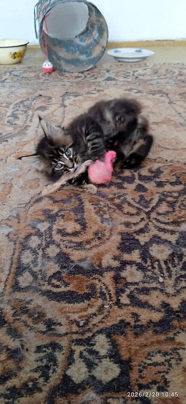 метис сибирской кошки: Мейн-кун, 1 месяц, Мальчик, Приучена к лотку — 8