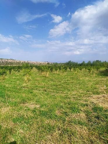 ак бата ж м: Өсүмдүк өстүрүлүүчү чарба, 300 соток, Иштеп жаткан, Жабдууларсыз, Муздак суу — 9