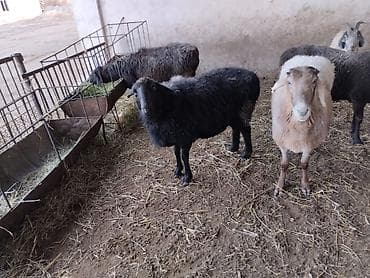 гнездо для кур: Продаю | Овца (самка) | Для разведения | Матка — 2