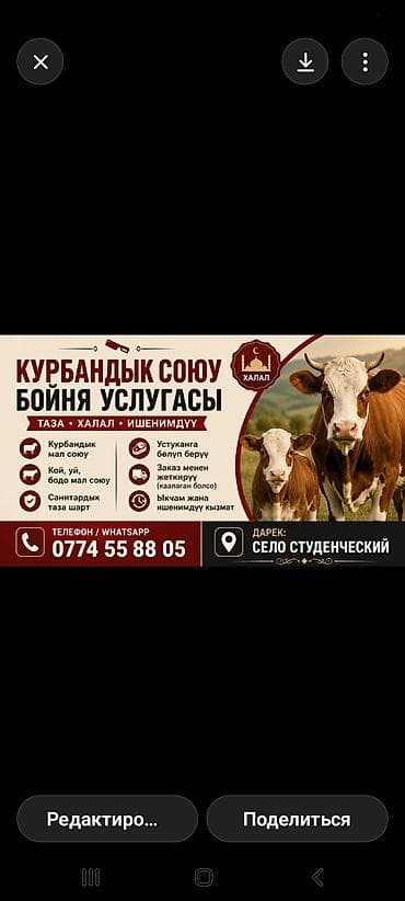 резка барана: Услуги бойни для курбана (халяль) - Халяльный забой жертвенных — 1