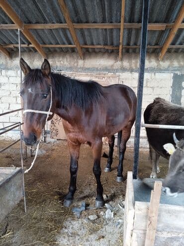 Продаю | Жеребец | Рабочий — 1