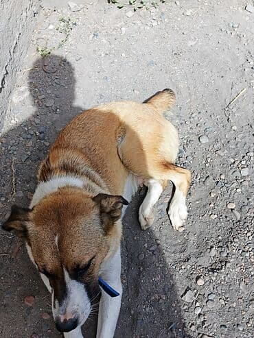 акустические системы vip колонка в виде собак: Молодая собака среднего размера с короткой шерстью и крепким — 2